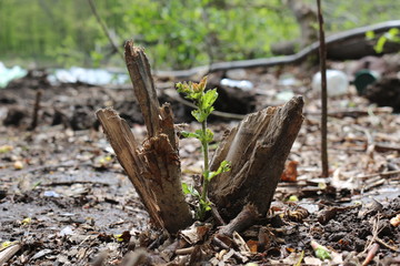 A young plant sprouts from an old split stump in a spring forest