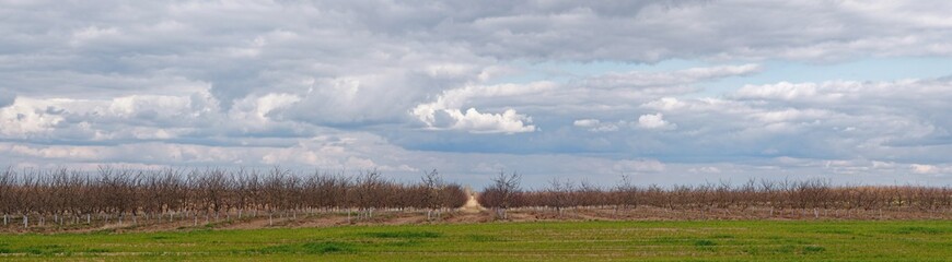 young spring garden against the sky with clouds