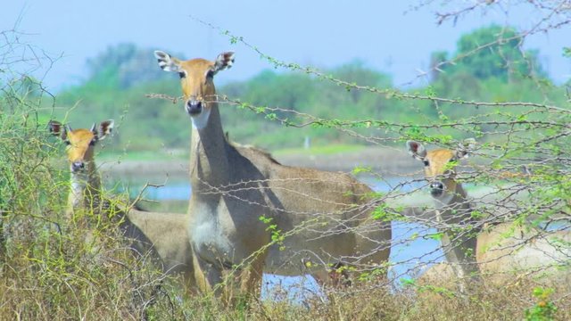 4K video of nilgai or blue bull, India