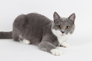 Funny gray kitten with white paws socks, isolate on a white background. The pet is watching and playing. Commercial sale, copy space.