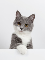 Funny gray kitten with white paws socks, isolate on a white background. The pet is watching and playing. Commercial sale, copy space.