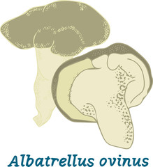 Freehand drawing on a transparent background with the name of the mushroom. Mushroom vector concept.