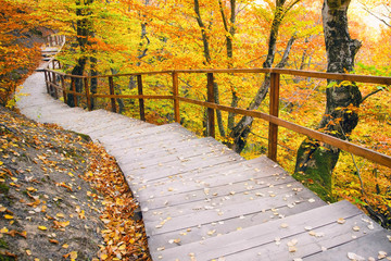 Picturesque colorful autumn forest landscape