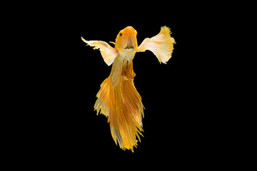 Fototapeta na wymiar The beautiful moving moment colorful Betta fish, Siamese fighting fish in isolated on black background. 