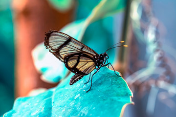 Closeup beautiful butterfly in a summer garden

