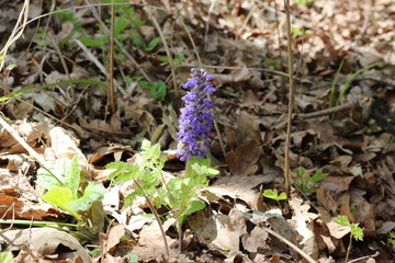 
Blue flower bloomed in spring in the forest