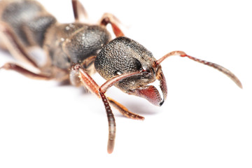 
A Big black ant with giant opened ready to bite on white background