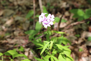 Delicate lilac flower bloomed in the spring in the forest.