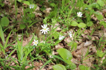 Delicate white flower bloomed in the spring in the forest.