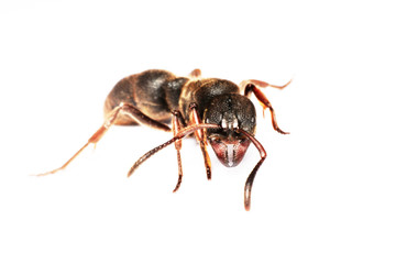 Naklejka premium A Big black ant with giant opened ready to bite on white background