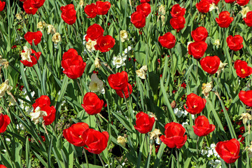 Fototapeta premium Red tulips in the garden