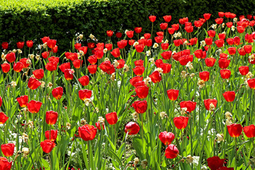 Red tulips in the garden