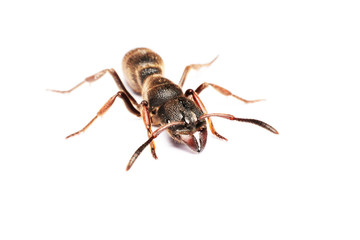 
A Big black ant with giant opened ready to bite on white background