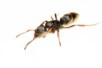 
A Big black ant with giant opened ready to bite on white background