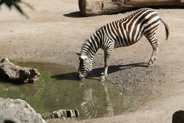 Fototapeta na wymiar zebra in a zoo in lille (france)