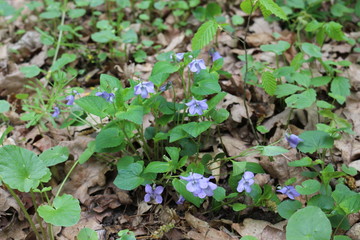 
Delicate violets bloom in the spring in the forest