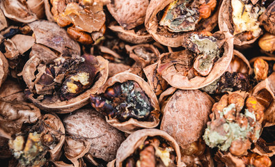 Cracked nuts infected with mold