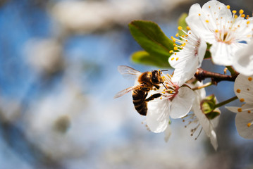 Bee. Honey production. Flowering tree, close up. A honey bee collects pollen from a fruit tree. Ode...