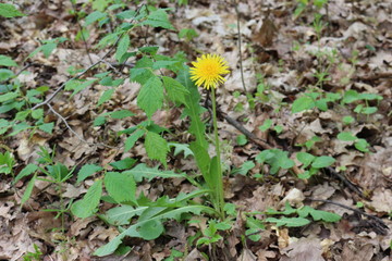
Bright yellow dandelion grows on a long stalk in the spring forest