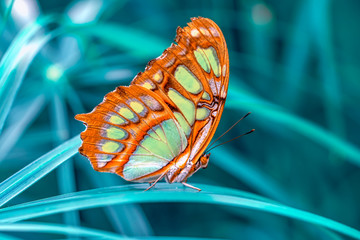 Closeup beautiful butterfly in a summer garden

