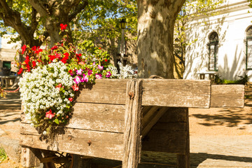 Fototapeta na wymiar Floral detail, wheelbarrow with flowers, in the streets of the colonial town of Colonia de Sacramento, Uruguay