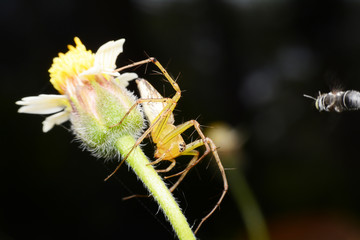 macro image of a big and beautiful hairy jumping spider.