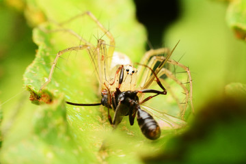 macro image of a big and beautiful hairy jumping spider.