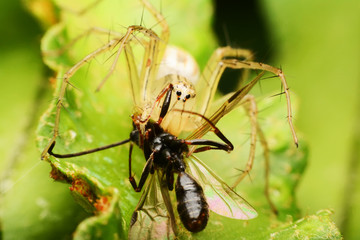 macro image of a big and beautiful hairy jumping spider.