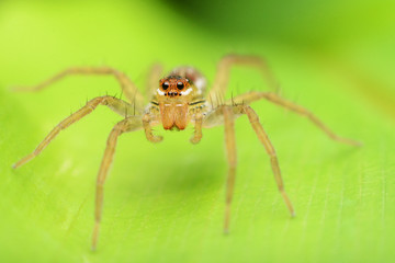 macro image of a big and beautiful hairy jumping spider.