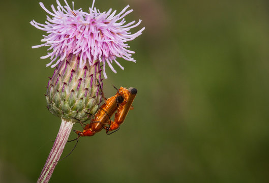 Close up of Red Soldier beetles mating on a thistle in a meadow with a blurred green background and copy space.