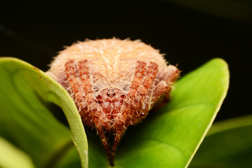 macro image of a big and beautiful hairy jumping spider.