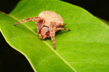 macro image of a big and beautiful hairy jumping spider.