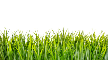 Fototapeta premium Green grass border isolated on white background