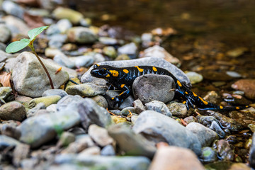 a wild fire salamander or Salamandra salamandra climbing on small rocks in the 