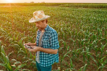 Farmer flying drone in cultivated sorghum field