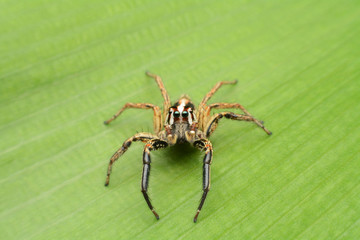 macro image of a big and beautiful hairy jumping spider.