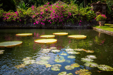 Big lotus leaves in a pond in Water Palace of Tirta Gangga in East Bali, Indonesia.