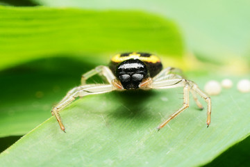 macro image of a big and beautiful hairy jumping spider.