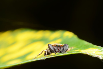 macro image of a big and beautiful hairy jumping spider.