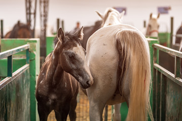 Fototapeta premium Horse foal and mare in paddock