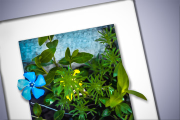 Beautiful spring and summer background frame for greeting cards from wildflowers.