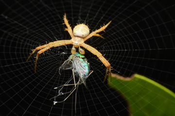 macro image of a big and beautiful hairy jumping spider.