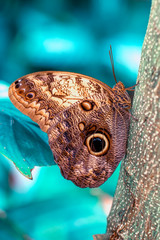 Closeup beautiful butterfly in a summer garden