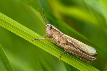 Lesser Marsh Grasshopper, Chorthippus albomarginatus, on grass stem, side view with blurred green background.