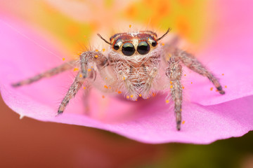 macro image of a big and beautiful hairy jumping spider - Hyllus sp