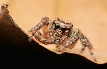 macro image of a big and beautiful hairy jumping spider.