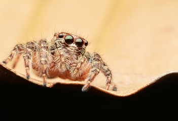 macro image of a big and beautiful hairy jumping spider.
