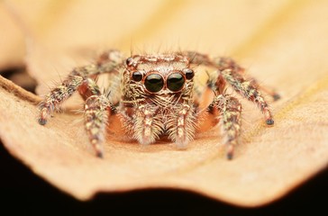 macro image of a big and beautiful hairy jumping spider.