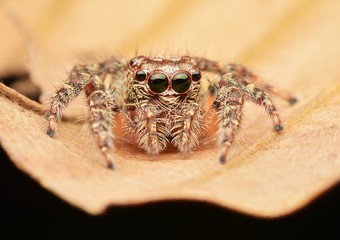macro image of a big and beautiful hairy jumping spider.
