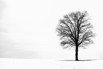 Silhouette Bare Tree On Snow Covered Field Against Sky